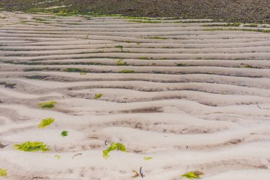 Çölde yetişen yeşil çimenler