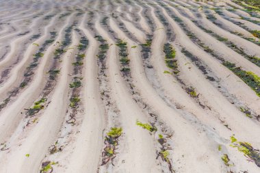 Tayland 'da yeşil kum tepeleri