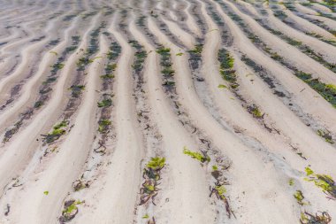 Yeşil kumlu sahil ve tropikal deniz
