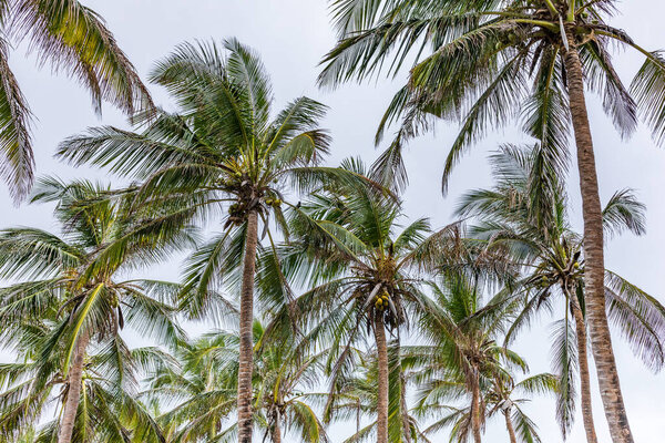 тропические кокосовые пальмы на острове
