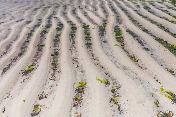 Yeşil kumlu sahil ve tropikal deniz