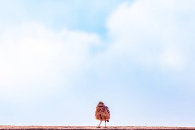 Bir kuş vahşi doğada