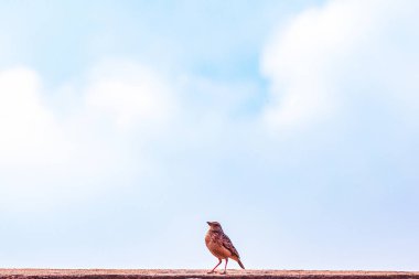 Kırmızı - Göbekli Şahin (buicus ruteo) mavi gökyüzü arka planında.