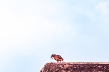 Kaya üzerinde oturan bir kuş