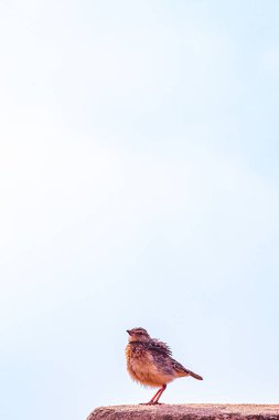 Beyaz arkaplanda kırmızı kuş