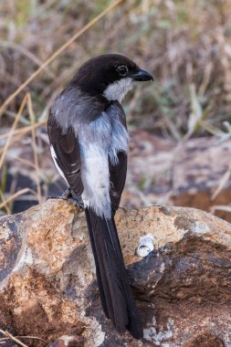 siyah - destekli bulbul (pyrcnonopotus melotatus) Kruger Park, Güney Afrika,