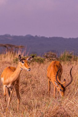 Kruger Park 'taki kadın İmpala.