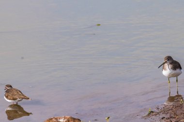 Göldeki bir kuşun seçici odak noktası.