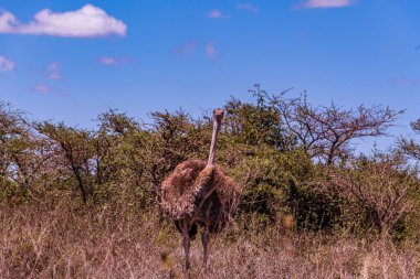 Savanda yürüyen Afrikalı devekuşu.