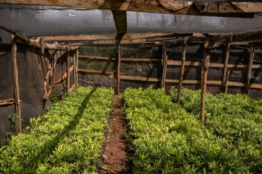 Ahşap zeminde yeşil yaprakların dikey görüntüsü