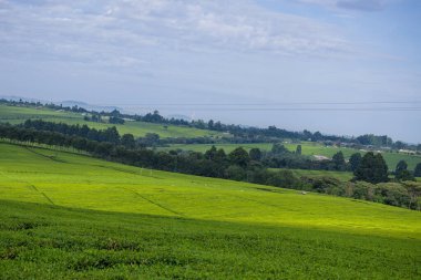 Mavi gökyüzü ile yeşil bir alan Manzara