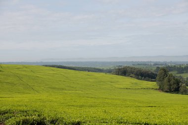 Yeşil alanlar ve ağaçlar