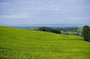 yeşil tarla ve mavi gökyüzü