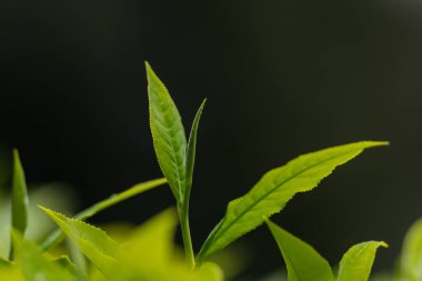 Sabah taze yeşil çay yaprakları ve su damlaları.
