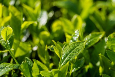Bahçedeki taze yeşil çay yapraklarını kapatın..