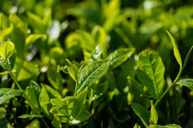Güneşin arka planında yeşil çay yaprakları