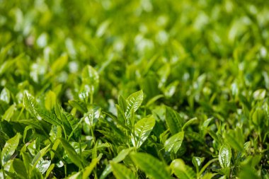 Cameron Highlands, Malezya 'daki çay çiftliği.