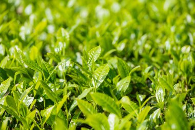 Taze çay yapraklarının manzarasını kapat