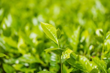yeşil çay yaprakları doğada