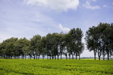 Yeşil ağaçlar tarlası