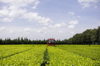Yazın yeşil tarla.