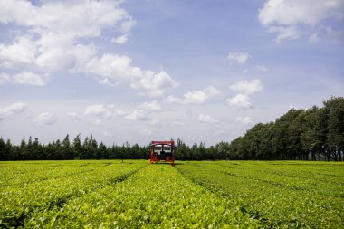 Yeşil buğday tarlasında traktör