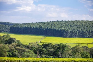 Yeşil bir tarlası ve mavi gökyüzü olan güzel bir manzara.