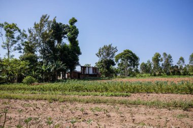 yeşil pirinç tarlası ve ağaç