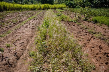 Ormanda beyaz toprağı olan yeşil alan.