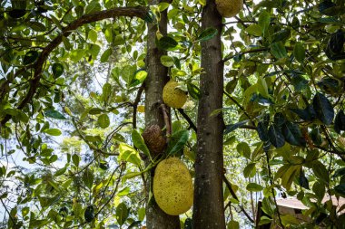 Ağaçtaki yeşil avokado meyvesinin yakın görüntüsü.