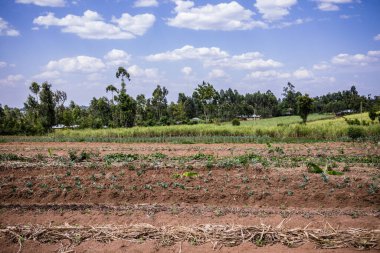 Yeşil çimlerle kaplı güzel bir manzara.