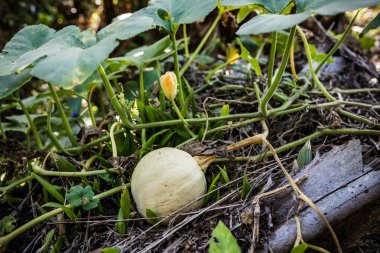 Bahçedeki ağaçtaki balkabağı