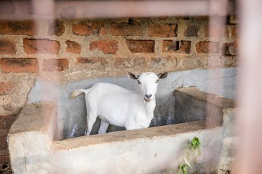 istikrarlı bir keçi