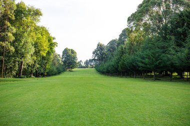 Golf sahasında güzel yeşil çimenler