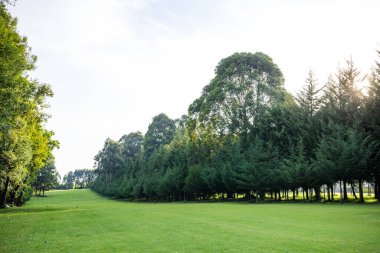 Bir parkı ve ağacı olan güzel bir manzara.