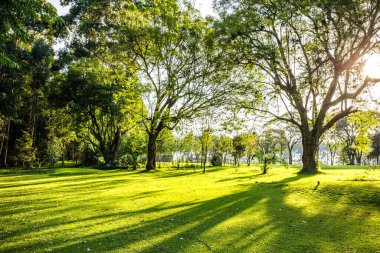 Güzel yeşil park ve parktaki yeşil çimenler