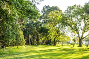 Bahçedeki yeşil ağaçlar