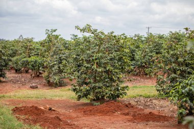 Brezilya 'da kırmızı elmalı tarla