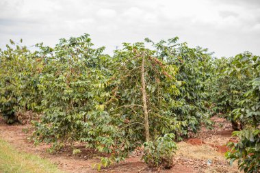 Brezilya 'daki ağaçta kahve tarlası