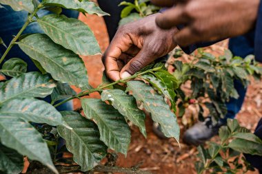 Yakından, elinde kahve çekirdeği tutan bir adamın fotoğrafı.