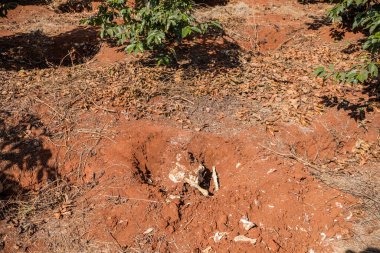 Kuru kökleri ve kökleri olan bir ağacın zemininde