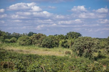 Ağaçların ve mavi bulutlu gökyüzünün olduğu güzel bir manzara.