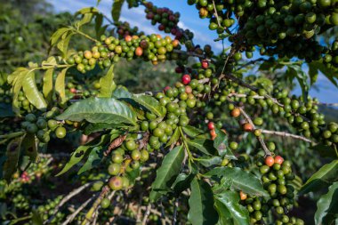 Sao Paulo adasındaki kahve çiftliği. Brezilya.