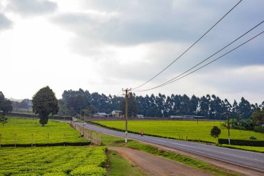 Yeşil çay tarlaları ve yol