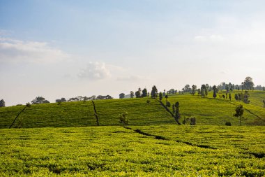 Cameron Highlands, Malezya 'daki çay çiftliği.