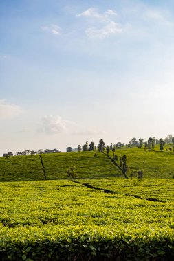 Sabah güzel çay tarlaları.