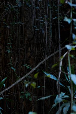 Ölü ağaçların ormanı..