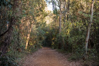 İspanya 'da bir ormanda, sonbaharda