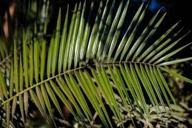 Yeşil yaprakları kapat arka plan, palmiye yaprakları, doğa arka plan.