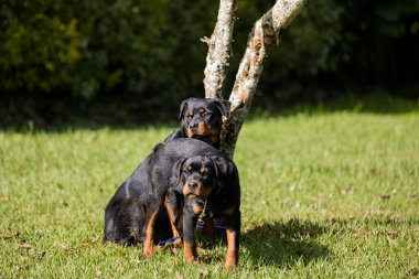 iki sevimli siyah beyaz köpek.